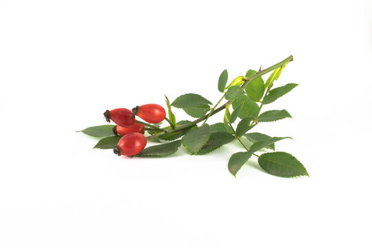 Image of a green branch of a wild rose bush with red berries on a white background.