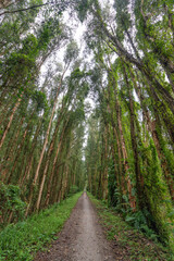 Tra Su forest - Melaleuca Cajuputi forest, a famous destination to travel in Mekong Delta Vietnam