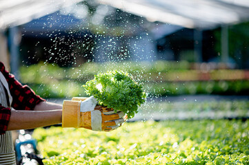 Hands close up freshly harvesting and collecting vegetable growing in greenhouse farming...