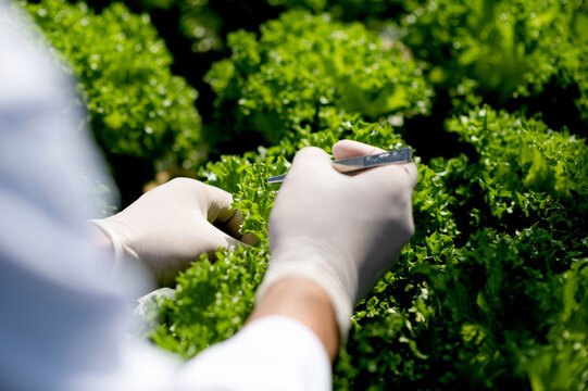Hands close up scientist biochemistry inspector specialist working on research plants growth in doing control testing experiment discover genetic at vegetable agriculture plantation for farming study
