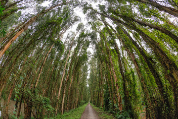 Tra Su forest - Melaleuca Cajuputi forest, a famous destination to travel in Mekong Delta Vietnam