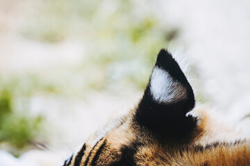 Close-up sur l'oreille et poils d'un tigre de Sibérie