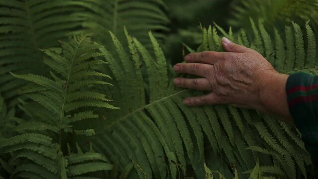 Female senior hand touches the plant, leaves of fern with long graceful fingers gently. Close-up shot 