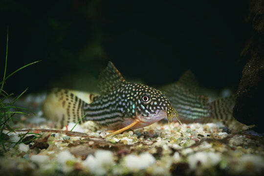 beautiful sterbai cory