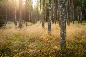 Fototapeta premium Forest landscape in autumn