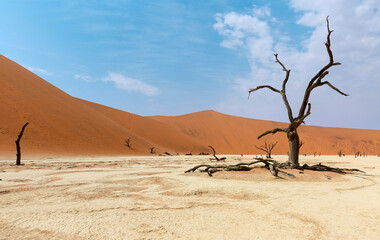 Fototapeta na wymiar Dead camelthorn trees (Acacia erioloba) in Deadvlei, Sossusvlei, Namib Desert, Namib-Naukluft National Park, Namibia, Africa