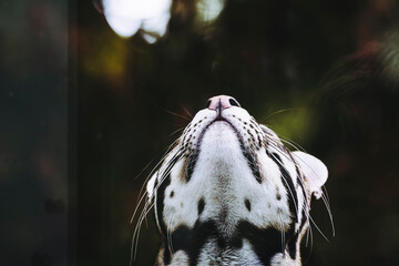 Portrait close-up d'un félin mignon, ocelot avec le museau en l'air