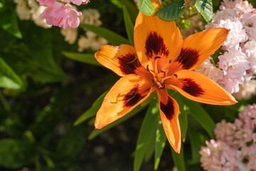 Bright orange Asiatic lily flower close-up.