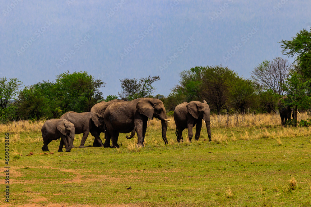 Wall mural Herd of african elephants in savanna in Serengeti National park in Tanzania