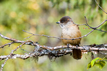 Unglückshäher in Schweden im Herbst