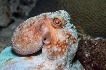 Octopus found in the underwater world of the island of Curacao. In the Dutch Antilles, near Aruba...