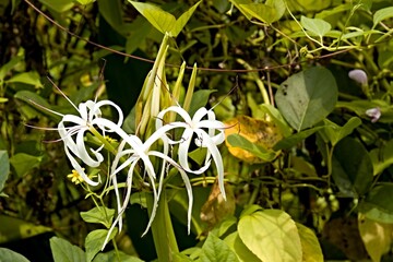 Obraz premium Poison Bulb (Crinum asiaticum) in Taman Negara Bako National Park. Sarawak. Borneo island. Malaysia.