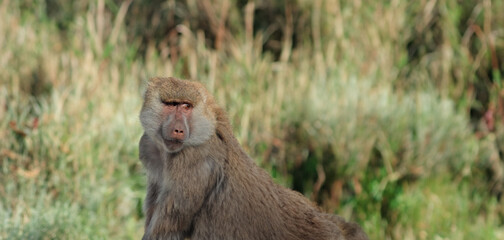 babuíno