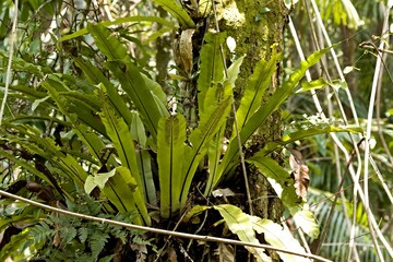 Nest Fern (Asplenium nidus) in Taman Negara Bako National Park. Sarawak. Borneo island. Malaysia.