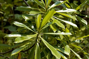 Blackboard Tree (Alstonia scholaris) in Taman Negara Bako National Park. Sarawak. Borneo island. Malaysia.