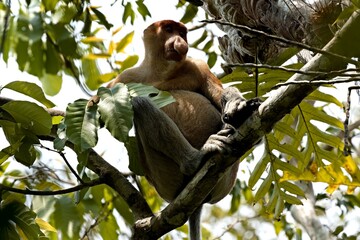 Fototapeta premium Proboscis Monkey (Nasalis larvatus) in Taman Negara Bako National Park. Borneo island. Malaysia.