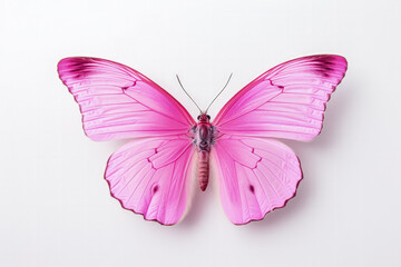 Obraz premium Pink butterfly against white backdrop concise and gracefully captivating 