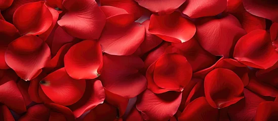 Fotobehang red flower petals © AkuAku