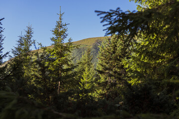 Tall evergreen trees set against a mountain backdrop, nature's grandeur in the heart of the mountains