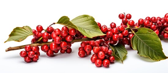 Red coffee beans and berries on a branch of a coffee tree ripe and unripe isolated on a white background