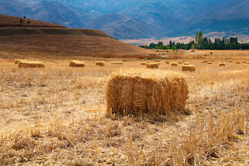 Rectangle or square straw bales. Hay bales on field. Straw bales on field.