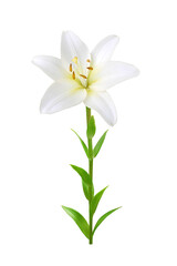 Single white lily flower on stem with leaves isolated on white background	  