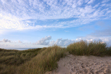Sand dunes with beach grass at the north sea in Skagen.