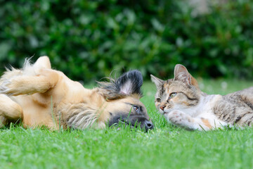 dog and cat lying on meadow in the garden - Powered by Adobe