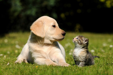 Dog and cat friendship. Kitten and puppy lying on meadow.  - 659079557