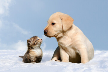 dog and cat in the snow, friendship between kitten and puppy - 659079559