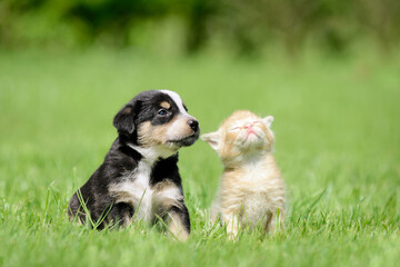 Dog and cat sitting on meadow. Friendship between kitten and puppy - 659079580