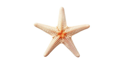 Fototapeta na wymiar Starfish isolated on white background - Starfish PNG Transparent Background