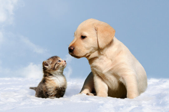 dog and cat in the snow, friendship between kitten and puppy