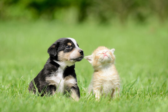 Dog and cat sitting on meadow. Friendship between kitten and puppy