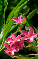 Pink Plumeria Blossoms with Green Leaves in Miami, Florida