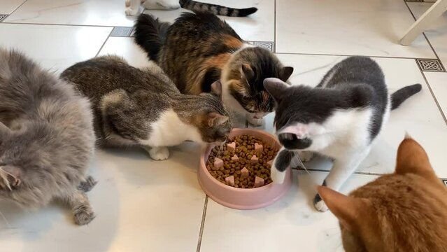 Shelter for cats. Feeding time. The gray cat drives others away from the bowl of food, moves the bowl of food towards itself. Cat nutrition concept. Pets health care. Cat adoption from shelter.