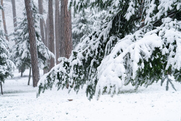 Fototapeta na wymiar Snow covered trees in winter