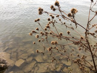 dry plant growing on river banks