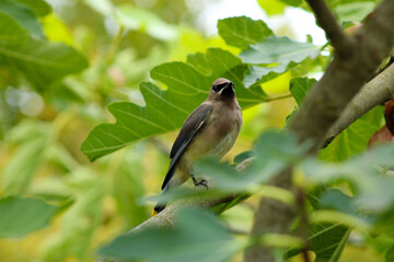 Bandit Bird in Fig Tree 01
