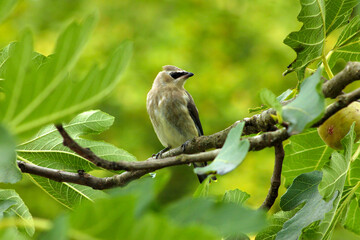 Bandit Bird in Fig Tree 06