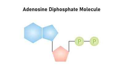 Adenosine Diphosphate (ADP) Molecule Scientific Design. Vector Illustration.