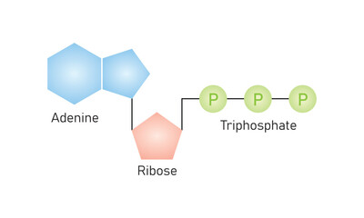 Adenosine Triphosphate (ATP) Molecule Scientific Design. Vector Illustration.