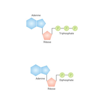 ATP and ADP Molecules Scientific Design. Vector Illustration.