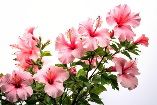 The vibrant and colorful hibiscus flowers, in shades of pink, red, and orange, symbolizing the beauty of tropical flora.