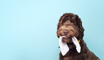 Cute dog with sock in mouth on colored background. Fluffy puppy dog chewing or stealing clothing with playful expression. 1 year old female Labradoodle, chocolate. Selective focus. Blue background. - obrazy, fototapety, plakaty