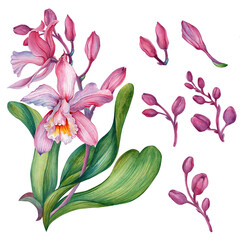 Pink orchid, Orchid aliment set with floral arrangements.