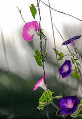 Violet morning glory or ipomoea flowering in the light of morning sun blooming in the roof top garden.