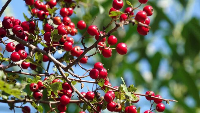  red fruits at the hawthorn in the natue in autumn