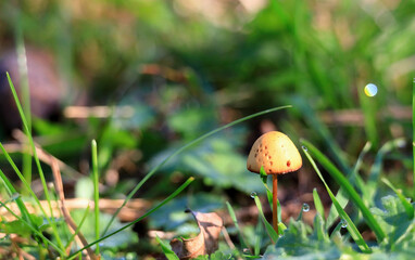 Wild mushroom in North Holland dune reserve. Castricum, the Netherlands, Europe.