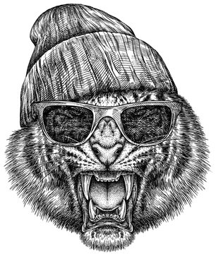 Vintage engraving isolated tiger glasses dressed fashion set illustration ink sketch. Africa wild cat background animal silhouette sunglasses hipster hat art. Black and white hand drawn image